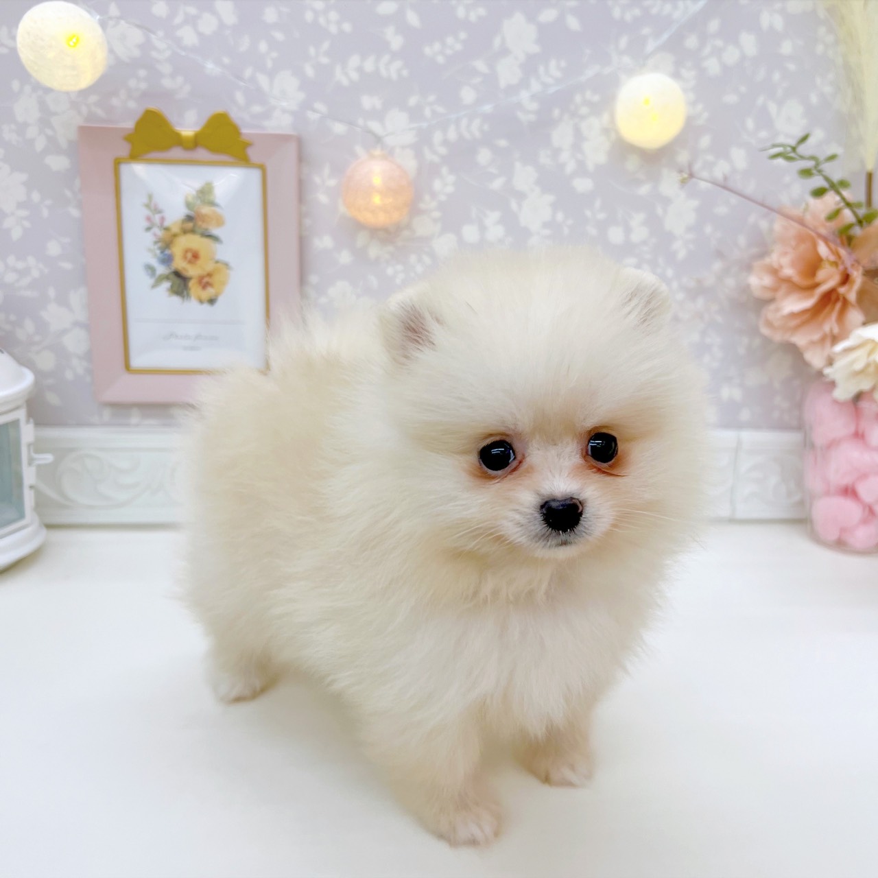 富山県のポメラニアン (犬の家＆猫の里富山店/2025年9月15日生まれ/女の子/クリーム)の子犬の3枚目の画像