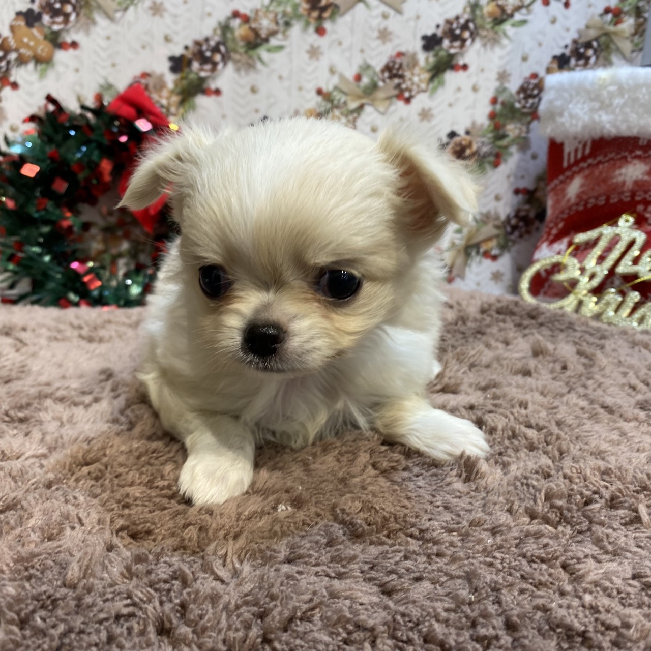 長野県のチワワ(ロング) (犬の家＆猫の里カインズ梓川店/2025年9月15日生まれ/女の子/ホワイトクリーム)の子犬の3枚目の画像