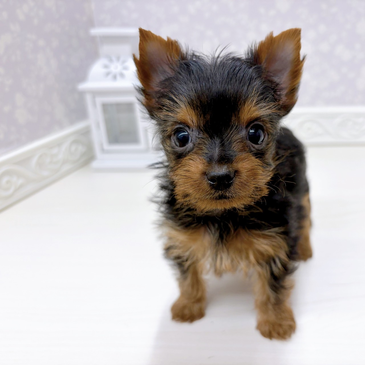 富山県のヨークシャーテリア (犬の家＆猫の里アミーゴ山室店/2025年9月15日生まれ/女の子/スチールブルータン)の子犬の3枚目の画像