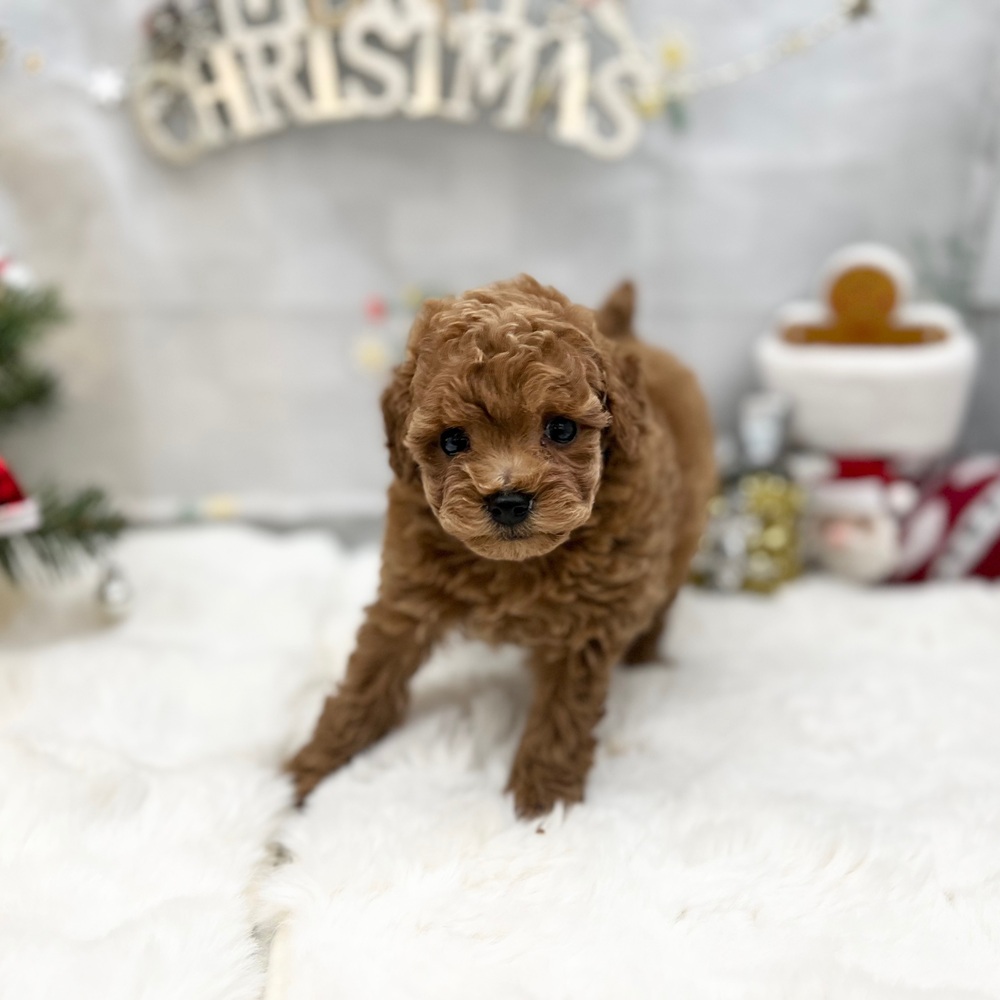 静岡県のトイプードル(トイ) (犬の家＆猫の里MEGAドン・キホーテ袋井店/2025年9月14日生まれ/女の子/レッド)の子犬の3枚目の画像