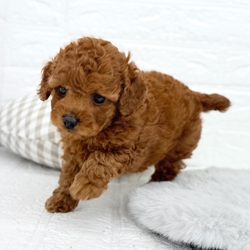 愛知県のトイプードル(トイ) (犬の家＆猫の里豊川インター店/2025年9月14日生まれ/男の子/レッド)の子犬の3枚目の画像