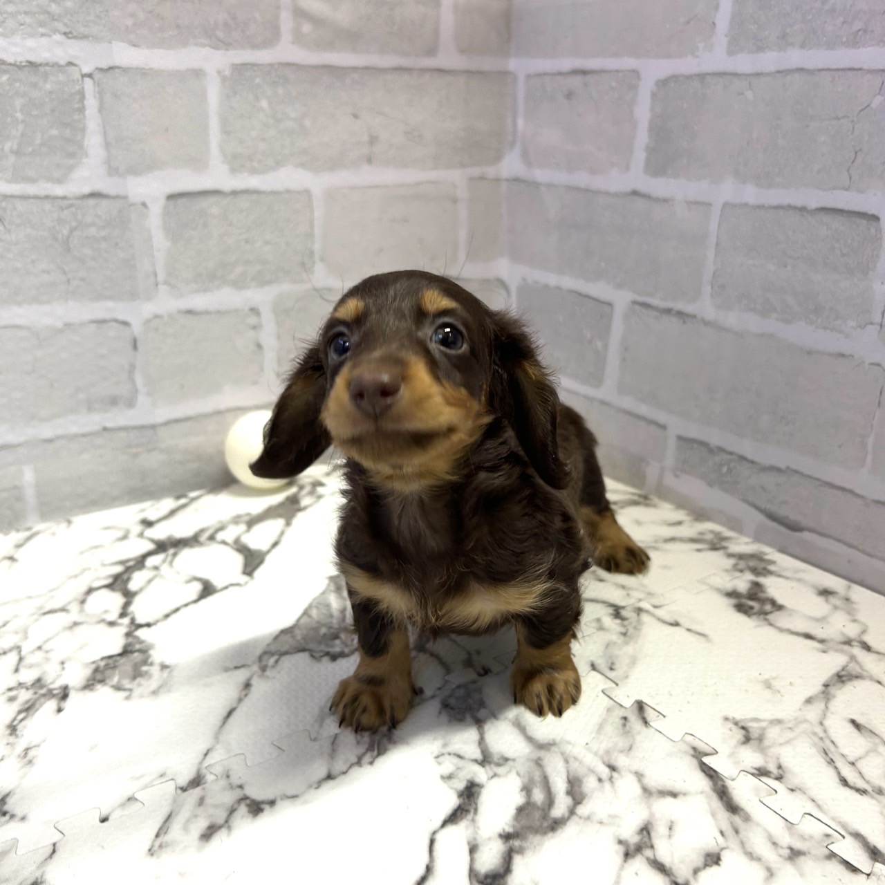 愛知県のミニチュアダックスフンド(ロング) (犬の家＆猫の里岡崎店/2025年9月13日生まれ/男の子/チョコレートタン)の子犬の3枚目の画像