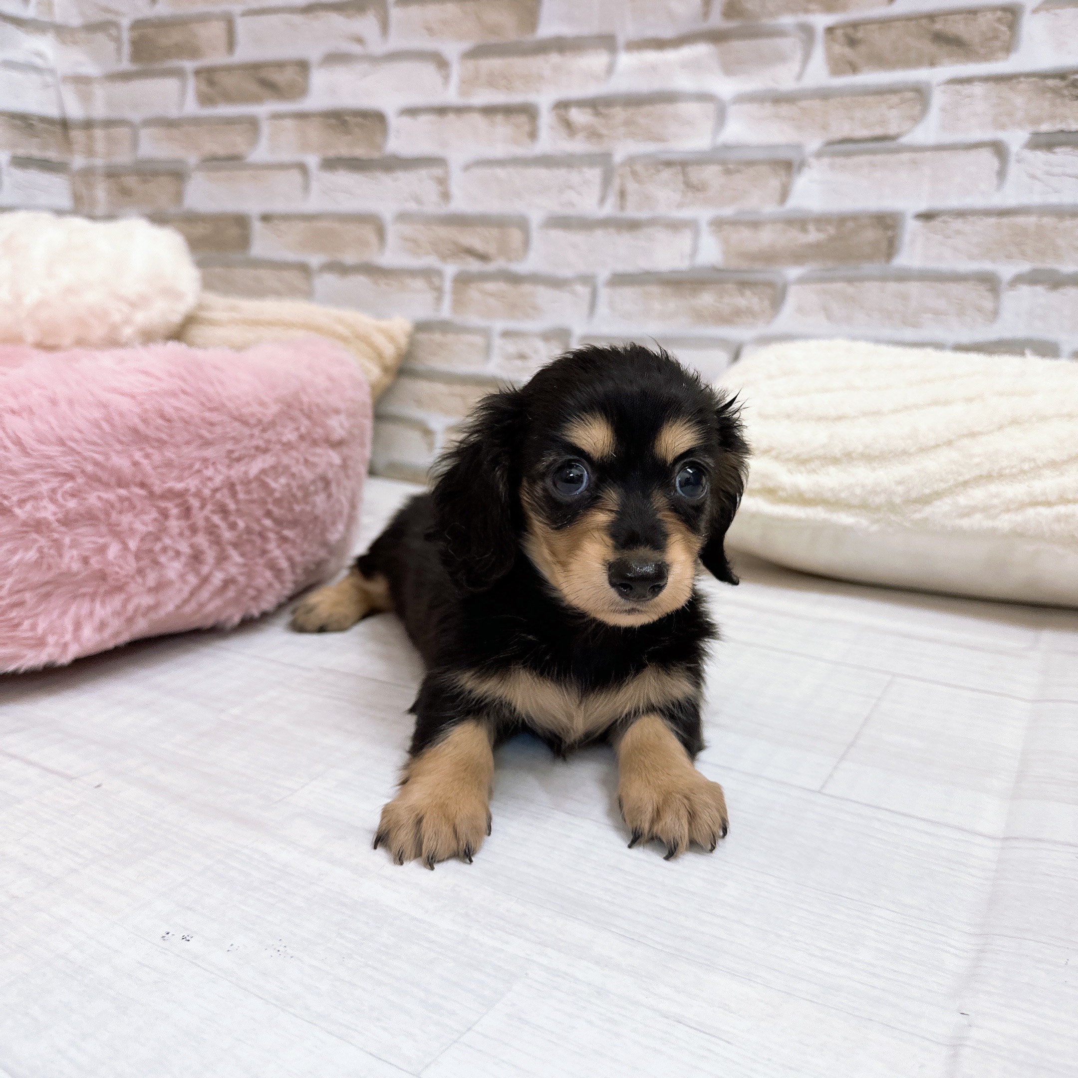 神奈川県のミニチュアダックスフンド(ロング) (犬の家＆猫の里モザイクモール港北店/2025年9月15日生まれ/女の子/ブラックイエロー)の子犬の3枚目の画像