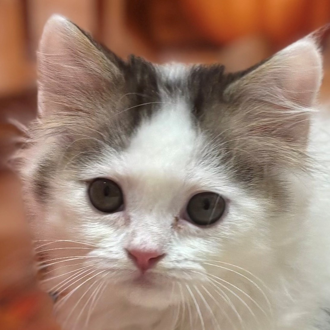 福岡県のスコティッシュフォールド (犬の家＆猫の里トリアス久山店/2025年9月15日生まれ/男の子/シルバータビーホワイトバン)の子猫の1枚目の画像