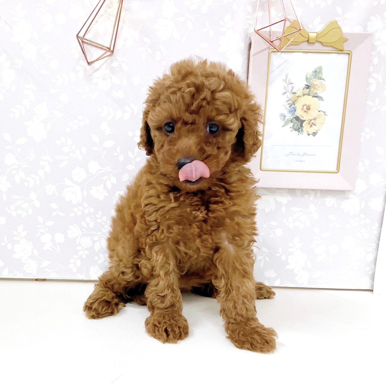 富山県のトイプードル(トイ) (犬の家＆猫の里アミーゴ高岡蓮花寺店/2025年9月15日生まれ/女の子/レッド)の子犬の3枚目の画像