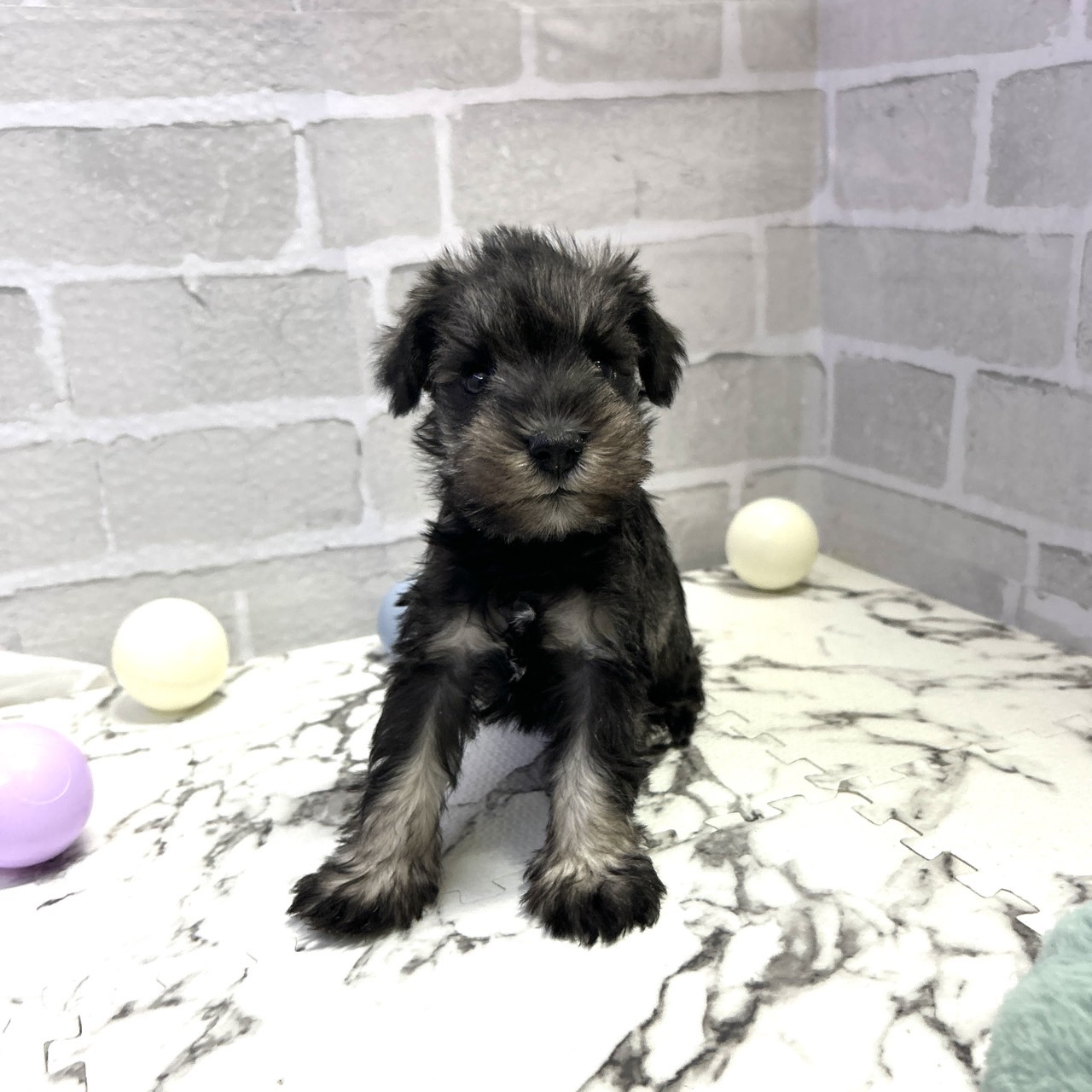 愛知県のミニチュアシュナウザー (犬の家＆猫の里岡崎店/2025年9月16日生まれ/男の子/ソルトペッパー)の子犬の3枚目の画像