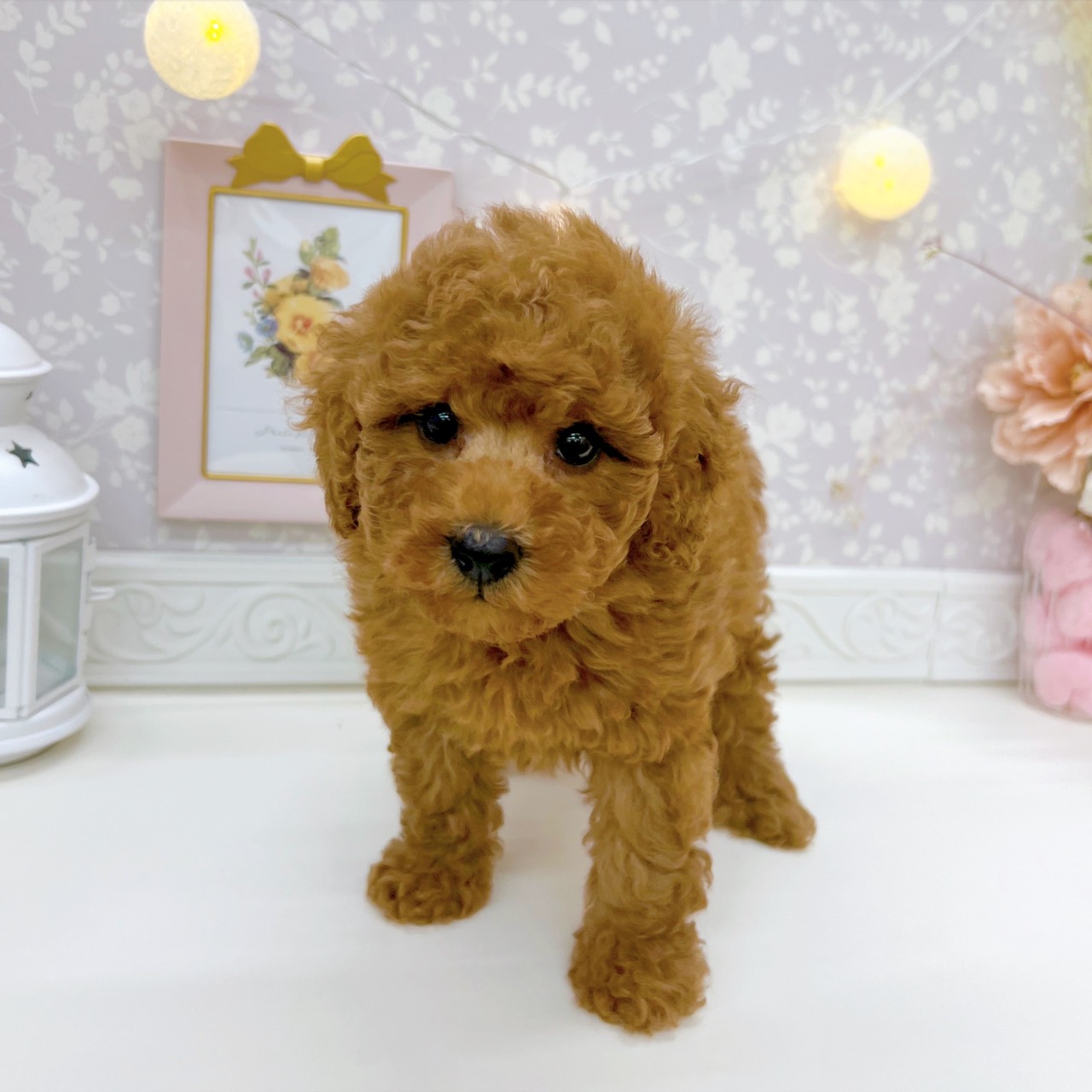 富山県のトイプードル(トイ) (犬の家＆猫の里富山店/2025年9月15日生まれ/女の子/レッド)の子犬の3枚目の画像