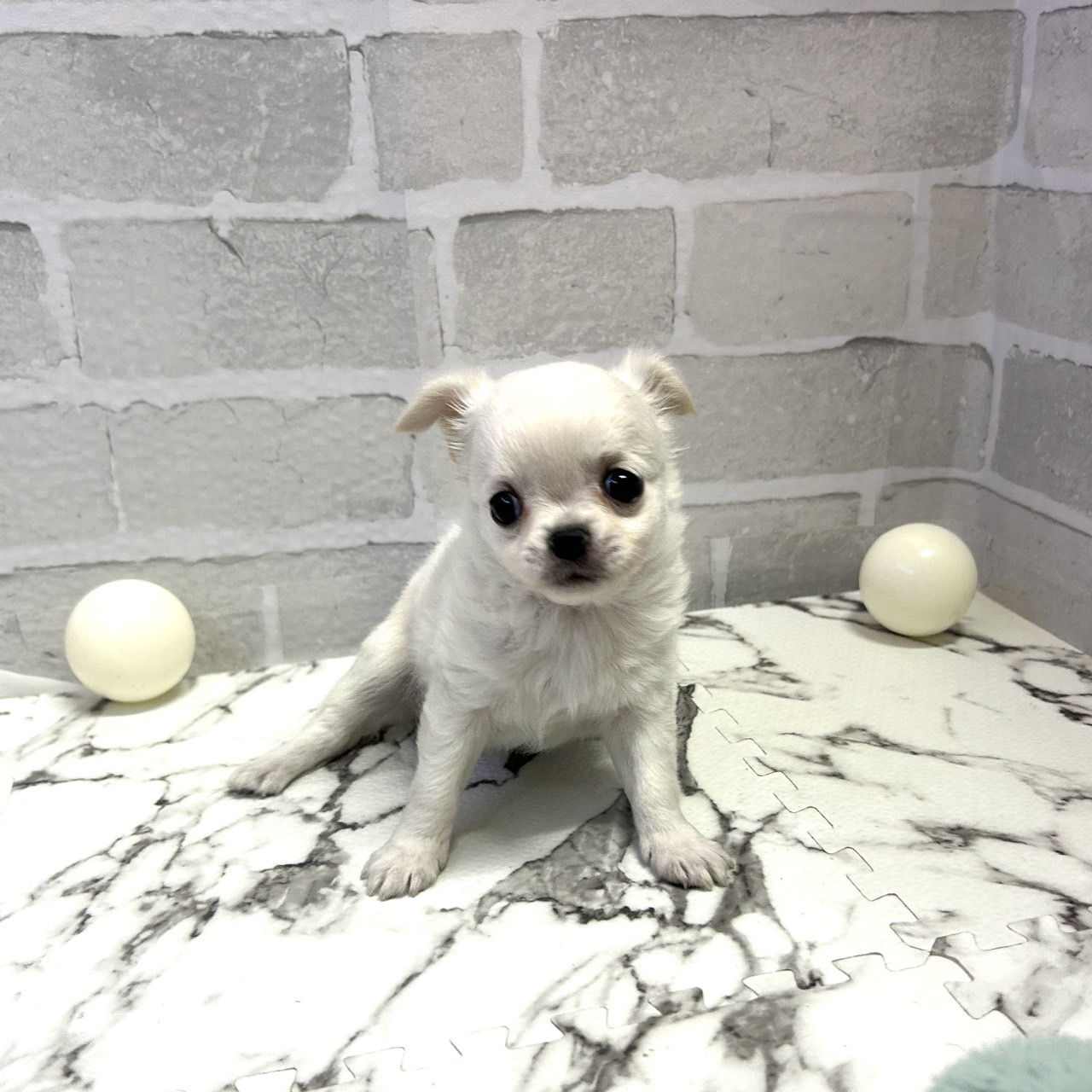 愛知県のチワワ(ロング) (犬の家＆猫の里岡崎店/2025年9月16日生まれ/女の子/クリーム)の子犬の3枚目の画像