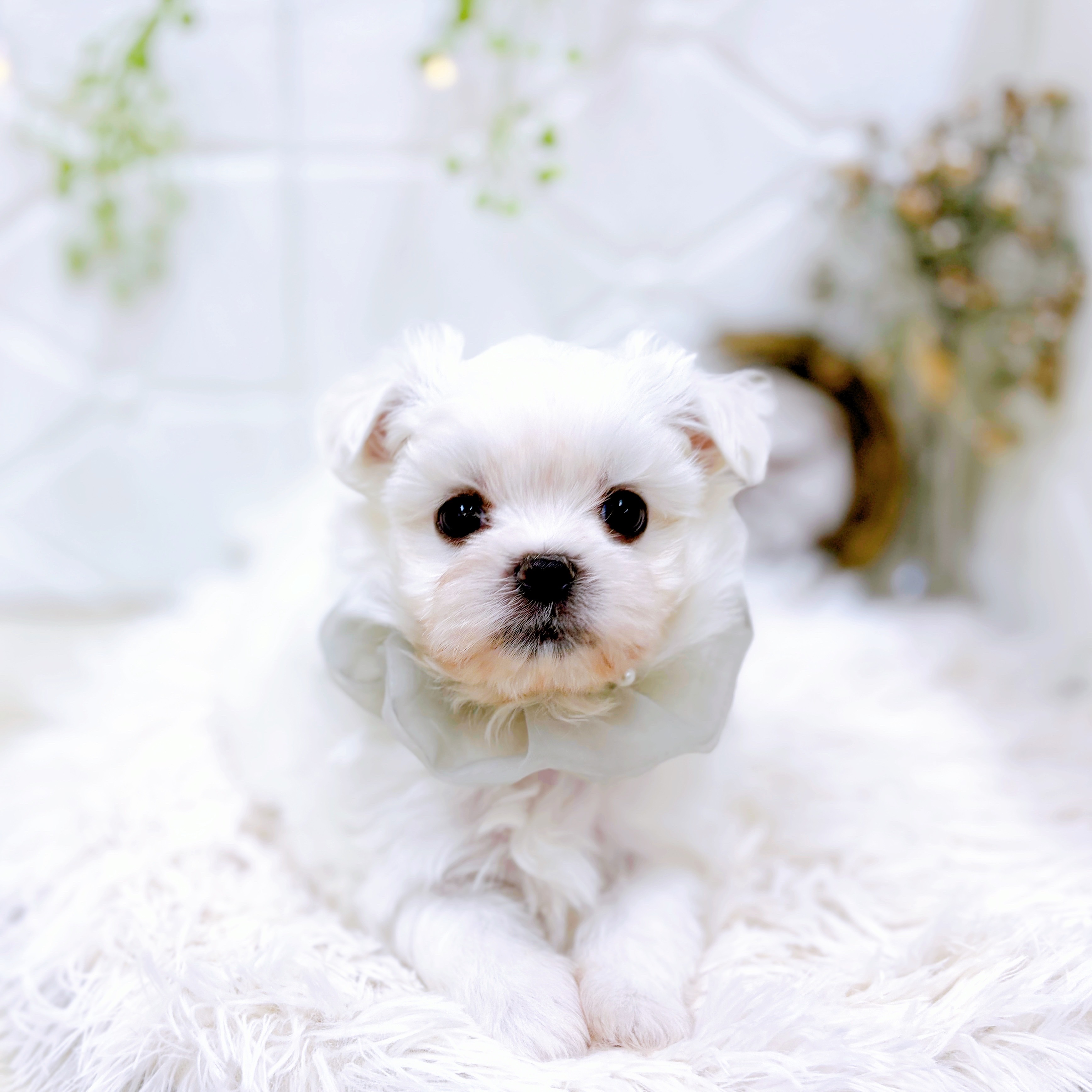 福井県のペキマル/マルペキ(ペキニーズ×マルチーズ) (犬の家＆猫の里アミーゴ福井店/2025年9月16日生まれ/男の子/ホワイト)の子犬の3枚目の画像