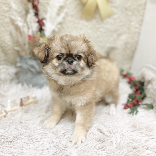 静岡県のチワペキ/ペキチー/ペキチワ(チワワ×ペキニーズ) (犬の家＆猫の里藤枝店/2025年9月12日生まれ/女の子/フォーンホワイト)の子犬の3枚目の画像