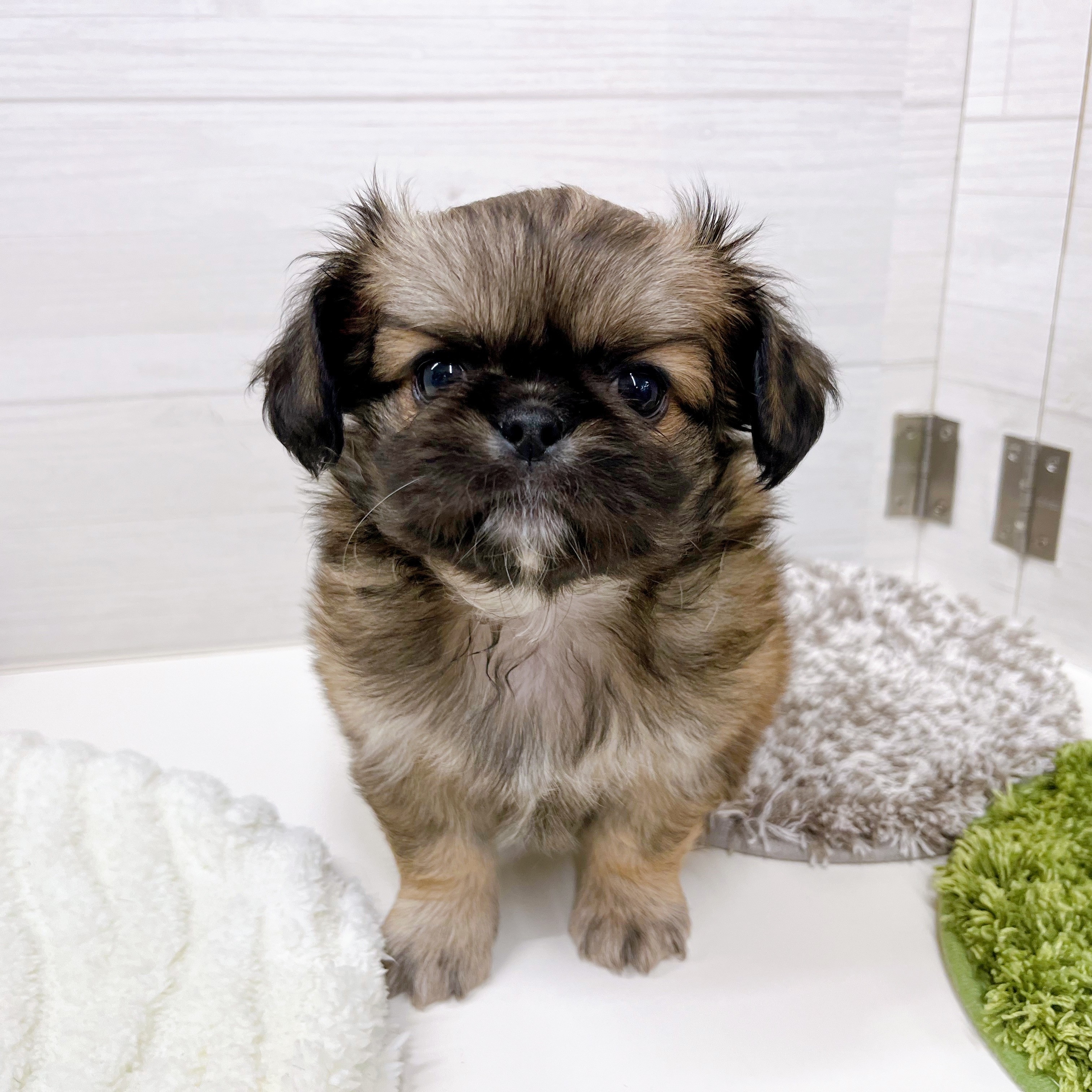 石川県のチワペキ/ペキチー/ペキチワ(チワワ×ペキニーズ) (犬の家＆猫の里アミーゴ金沢おこばた店/2025年9月12日生まれ/男の子/フォーンホワイト)の子犬の3枚目の画像