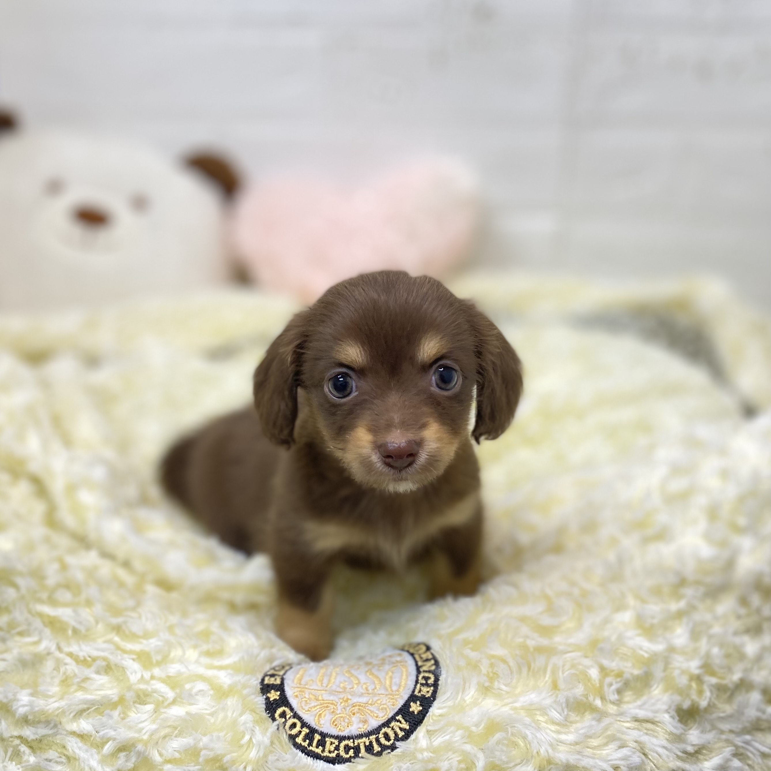 長野県のチワックス(チワワ×ダックス) (犬の家＆猫の里長野店/2025年9月14日生まれ/女の子/チョコレートタン)の子犬の3枚目の画像