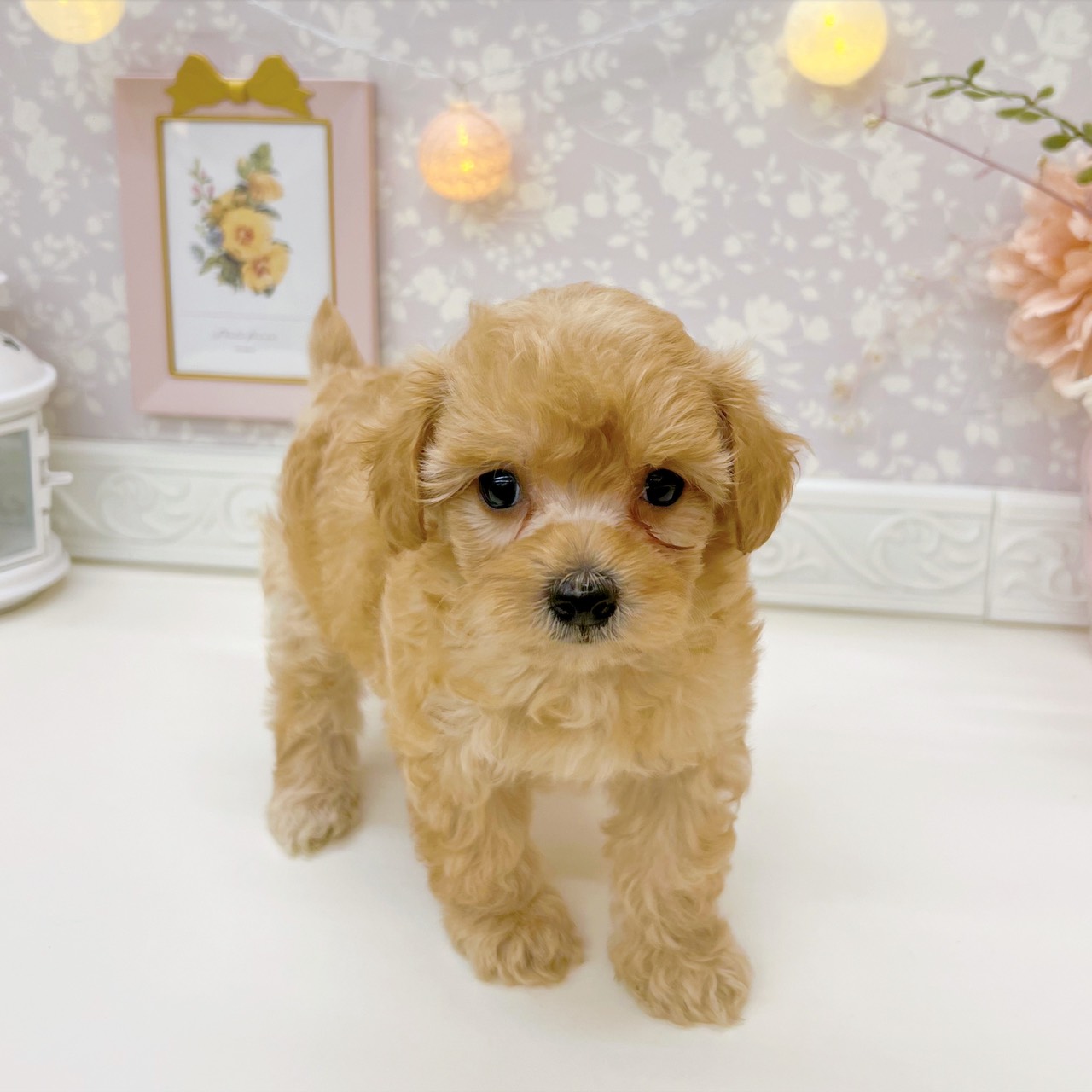 富山県のマルプー(マルチーズ×プードル) (犬の家＆猫の里富山店/2025年9月14日生まれ/女の子/アプリコット)の子犬の3枚目の画像