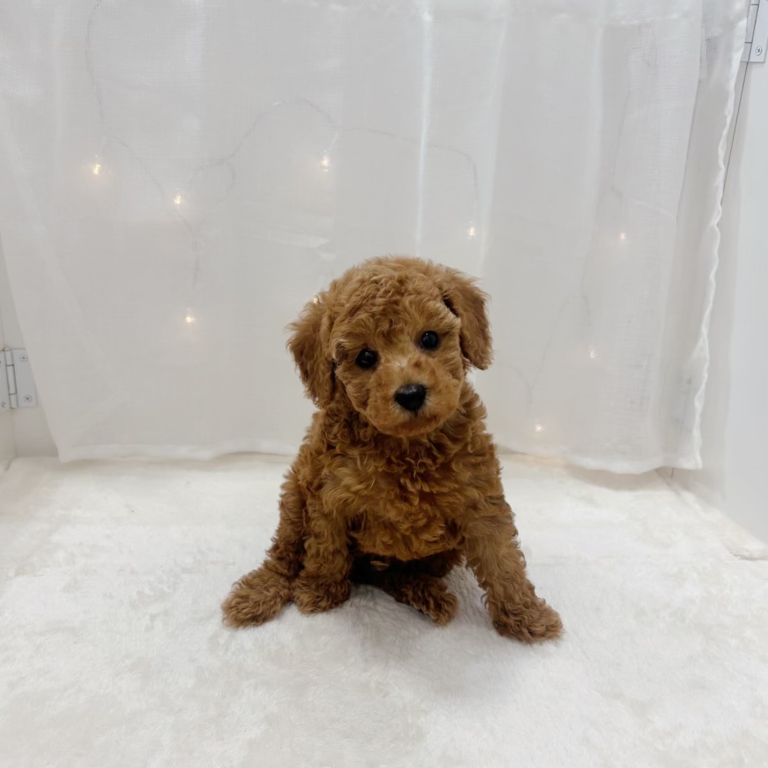 千葉県のトイプードル(トイ) (犬の家＆猫の里BIGHOPガーデンモール印西店/2025年9月16日生まれ/男の子/レッド)の子犬の1枚目の画像