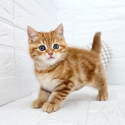 愛知県のマンチカン (犬の家＆猫の里豊川インター店/2025年9月11日生まれ/男の子/レッドタビー)の子猫の3枚目の画像