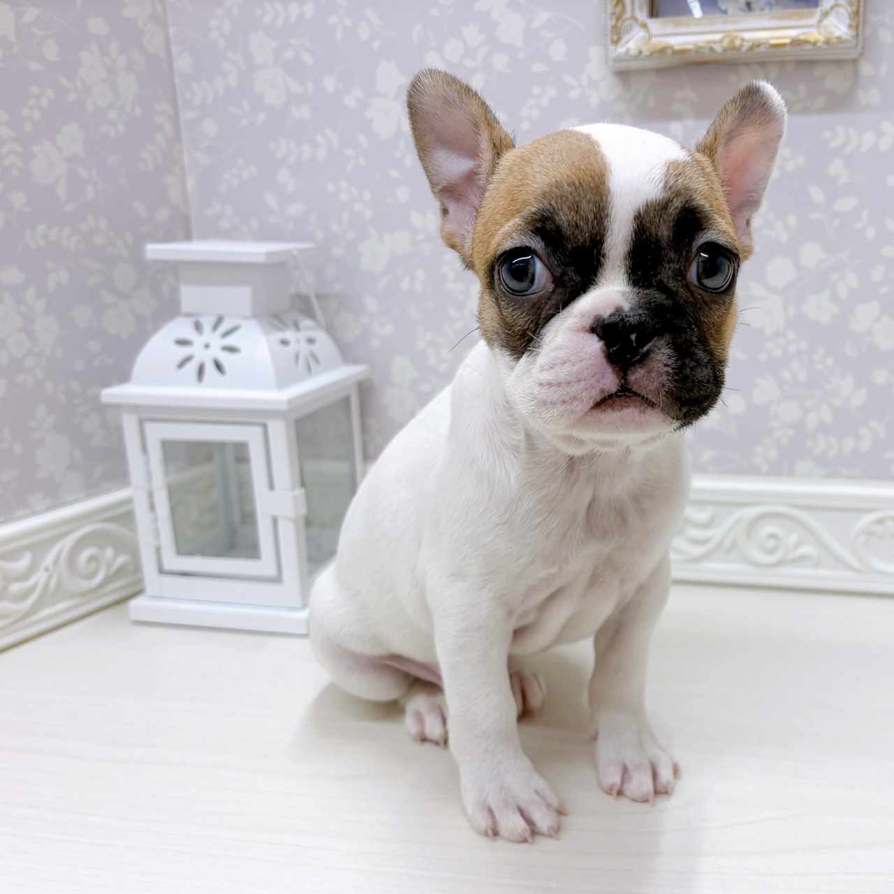 富山県のフレンチブルドッグ (犬の家＆猫の里アミーゴ山室店/2025年9月13日生まれ/女の子/ホワイトフォーン)の子犬の3枚目の画像