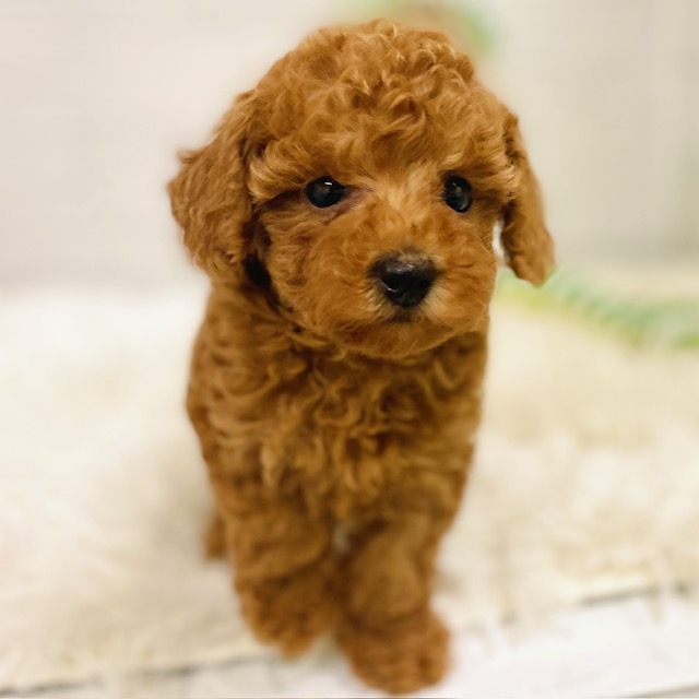愛知県のトイプードル(トイ) (犬の家＆猫の里豊田店/2025年9月16日生まれ/女の子/レッド)の子犬の3枚目の画像