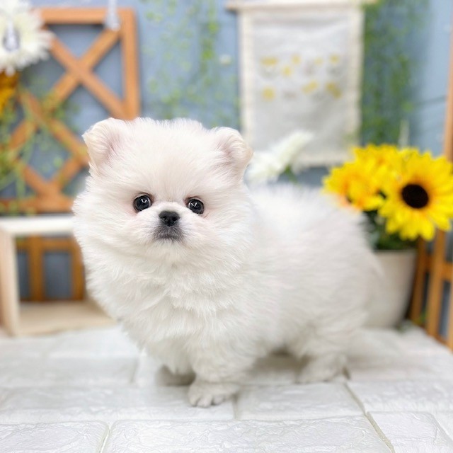 千葉県のペキポメ/ポメペキ(ペキニーズ×ポメラニアン) (犬の家＆猫の里ワンズモール稲毛店/2025年9月14日生まれ/男の子/ホワイト)の子犬