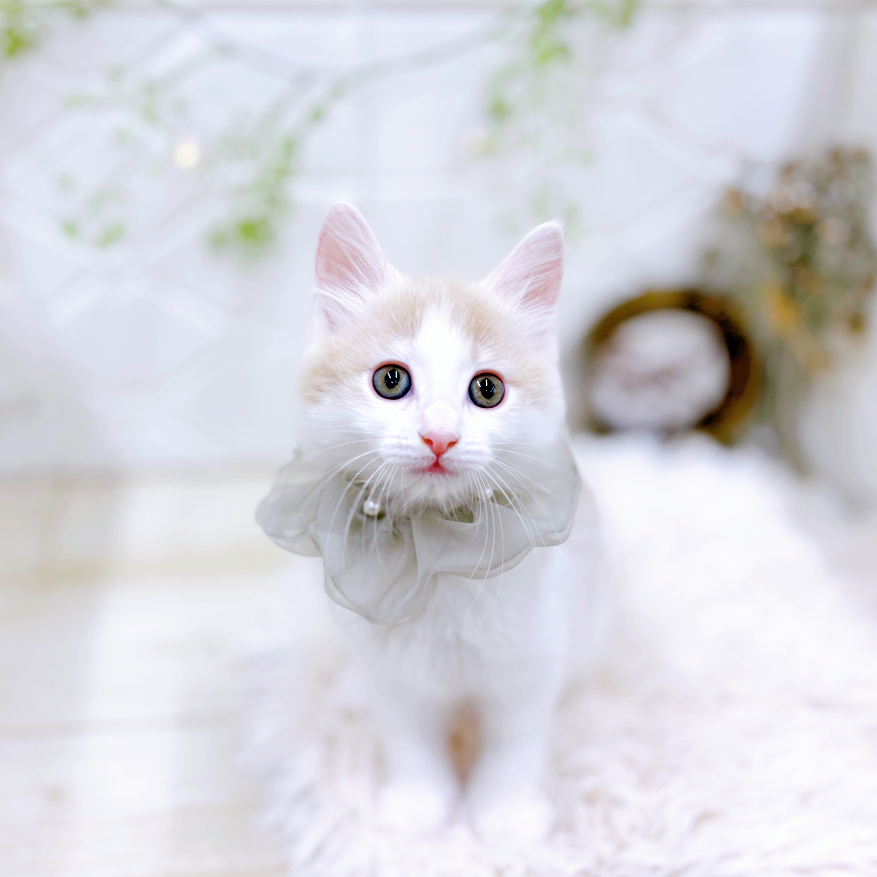 福井県のノルウェージャンフォレストキャット (犬の家＆猫の里アミーゴ福井店/2025年9月16日生まれ/男の子/クリームホワイト)の子猫の3枚目の画像