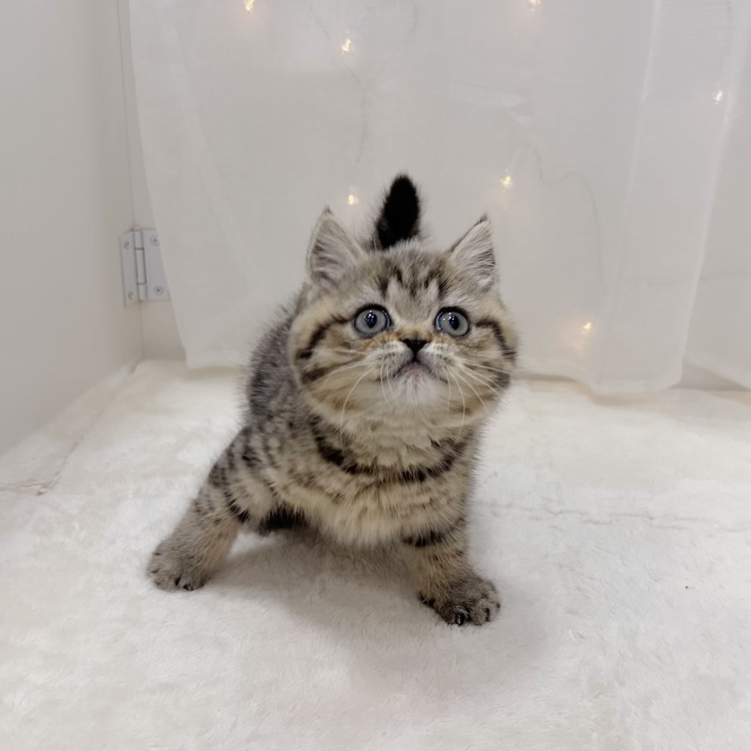 千葉県のブリティッシュショートヘアー (犬の家＆猫の里BIGHOPガーデンモール印西店/2025年9月16日生まれ/女の子/ブラウンタビー)の子猫の3枚目の画像