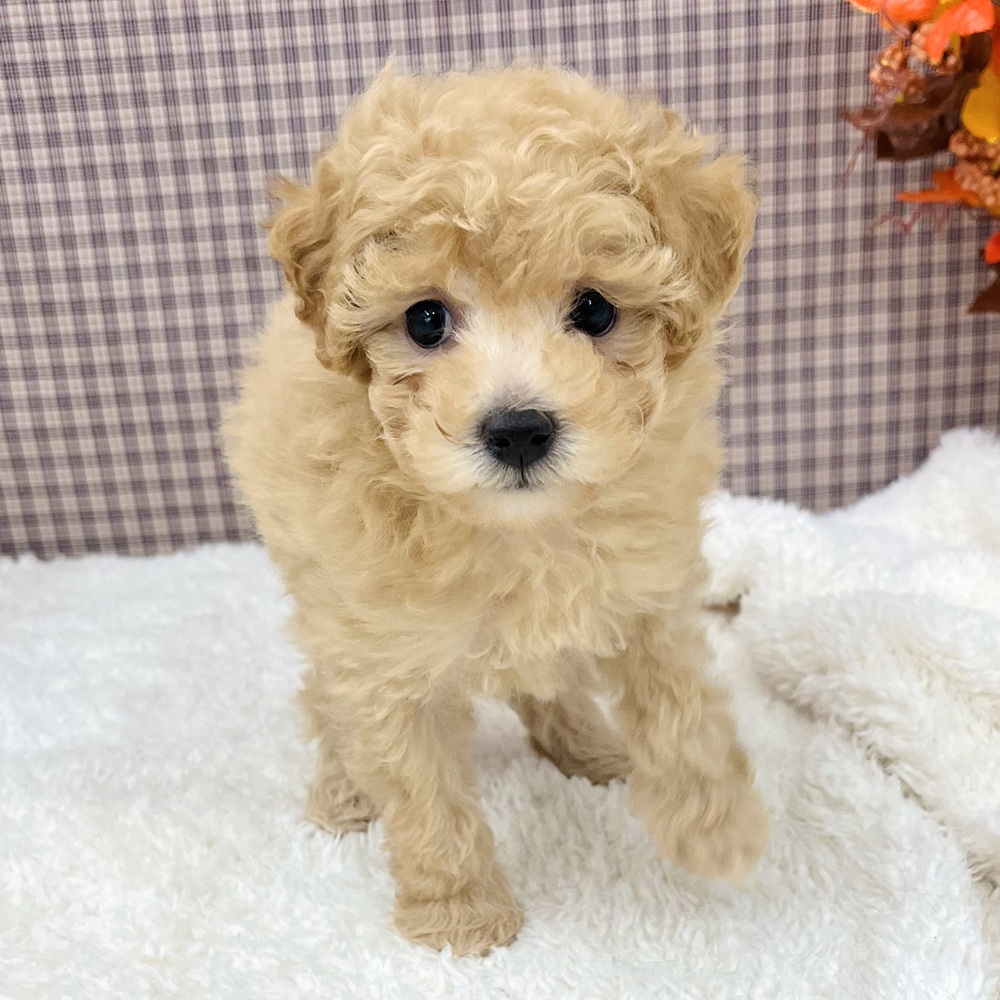 愛知県のトイプードル(トイ) (犬の家＆猫の里エアポートウォーク店/2025年9月13日生まれ/女の子/アプリコット)の子犬の3枚目の画像