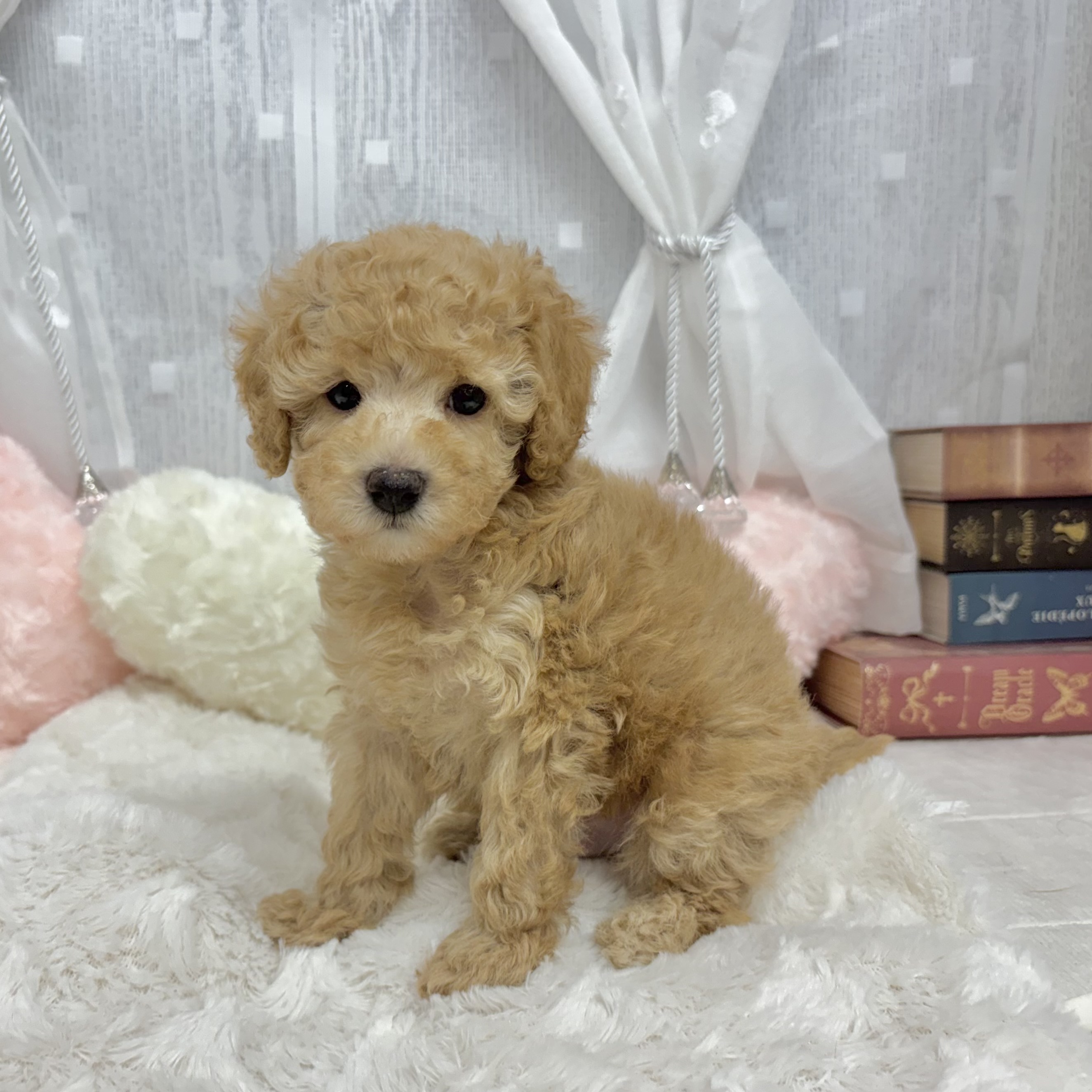 神奈川県のトイプードル(トイ) (犬の家＆猫の里相模原店/2025年9月13日生まれ/男の子/アプリコット)の子犬の3枚目の画像