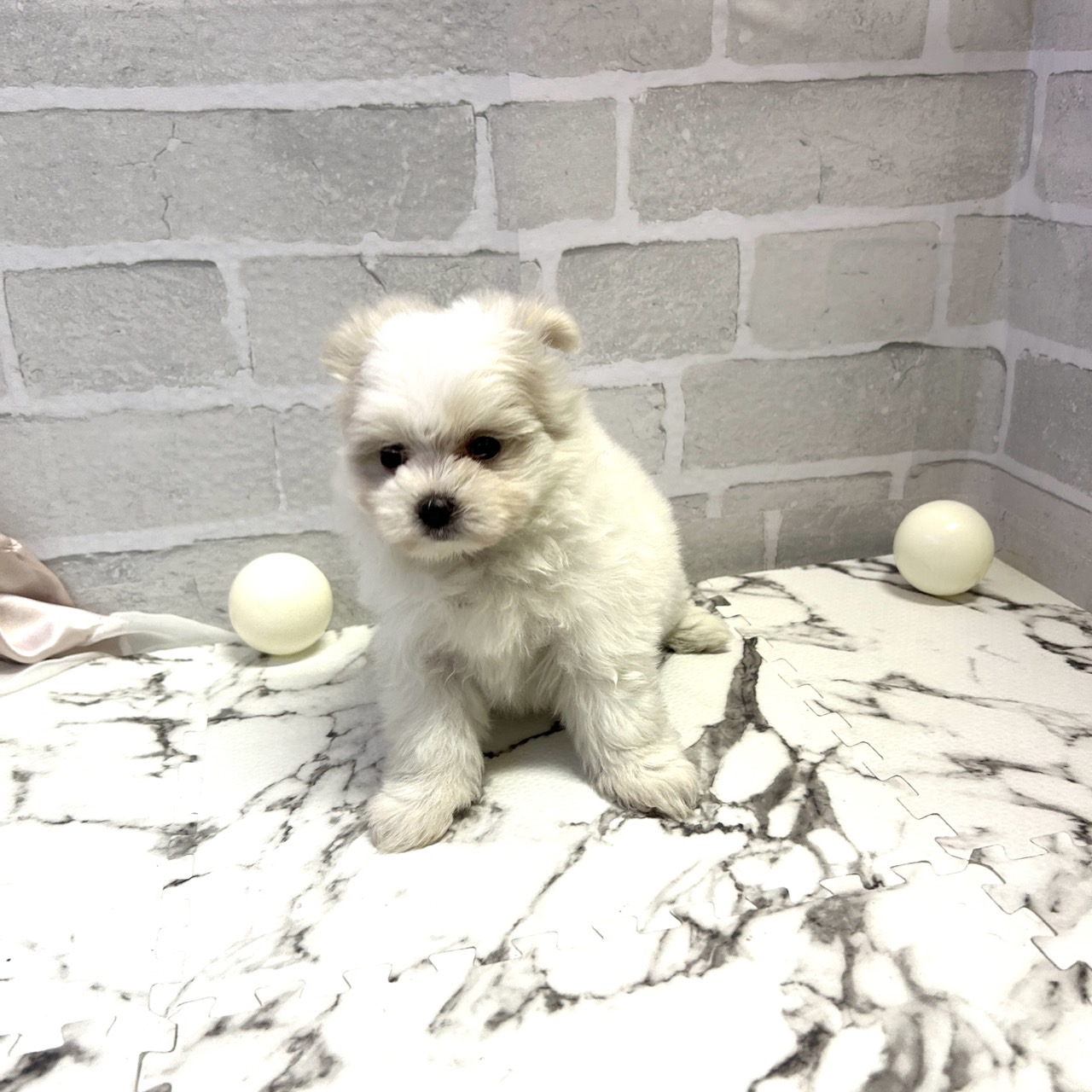 愛知県のポメマル/マルポメ(ポメラニアン×マルチーズ) (犬の家＆猫の里岡崎店/2025年9月14日生まれ/女の子/ホワイト)の子犬の3枚目の画像