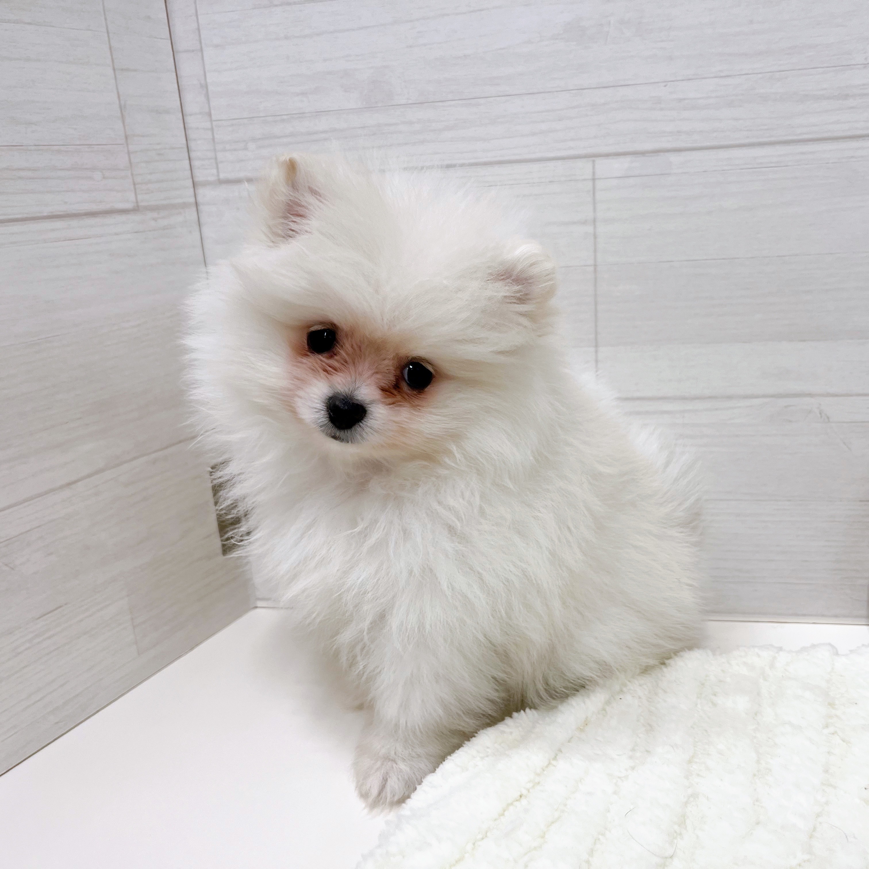 石川県のポメラニアン (犬の家＆猫の里アミーゴ金沢おこばた店/2025年9月15日生まれ/女の子/クリーム)の子犬の3枚目の画像