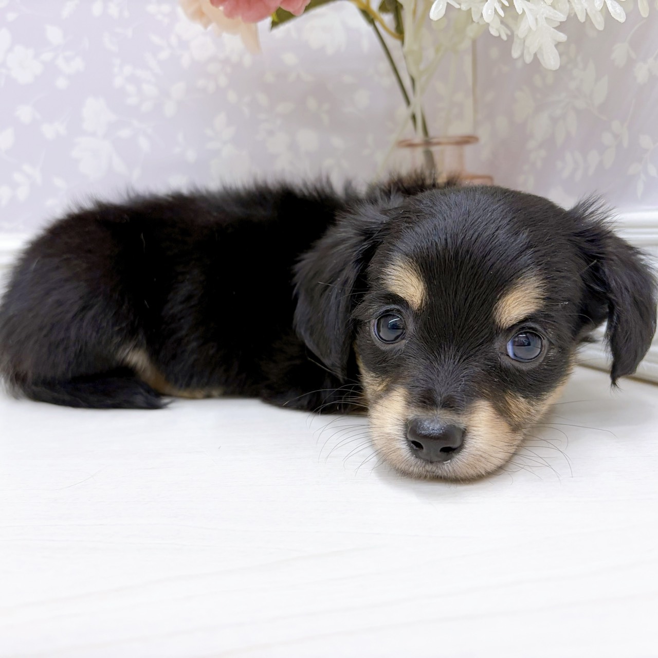 富山県のチワックス(チワワ×ダックス) (犬の家＆猫の里アミーゴ山室店/2025年9月14日生まれ/女の子/ブラックタン)の子犬の3枚目の画像