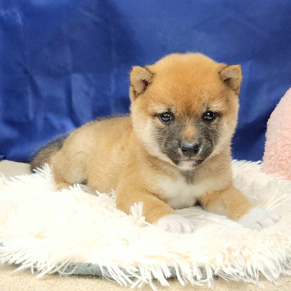岐阜県の豆柴 (犬の家＆猫の里中津川店/2025年9月15日生まれ/男の子/赤)の子犬の3枚目の画像