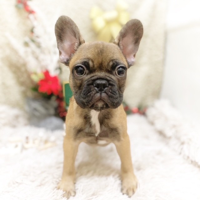 フレンチブルドッグ男の子の写真