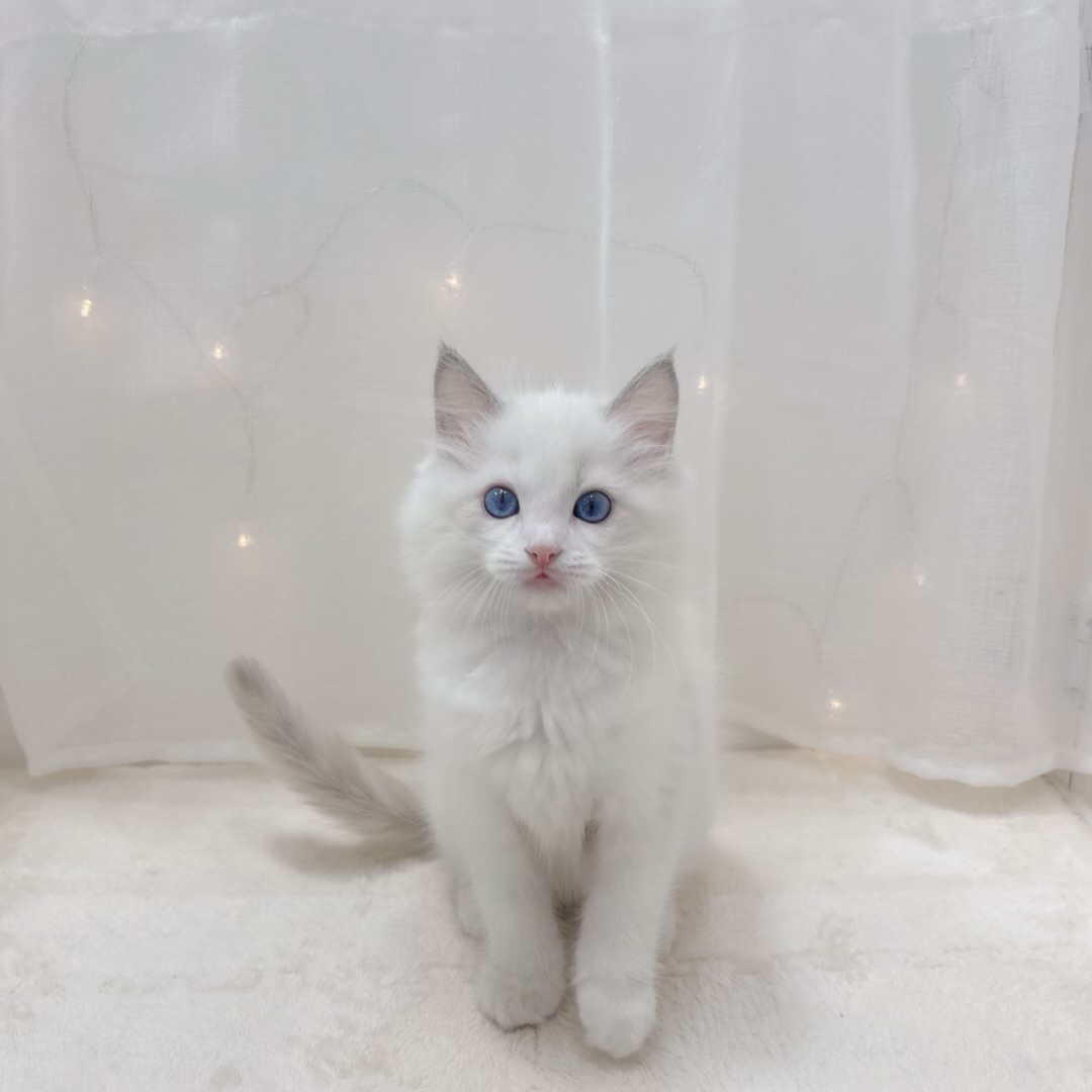 千葉県のラグドール (犬の家＆猫の里BIGHOPガーデンモール印西店/2025年9月14日生まれ/男の子/ブルーポイントバイカラー)の子猫