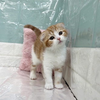 静岡県のスコティッシュフォールド (犬の家＆猫の里マークイズ静岡店/2025年9月13日生まれ/女の子/レッドタビーホワイト)の子猫の1枚目の画像