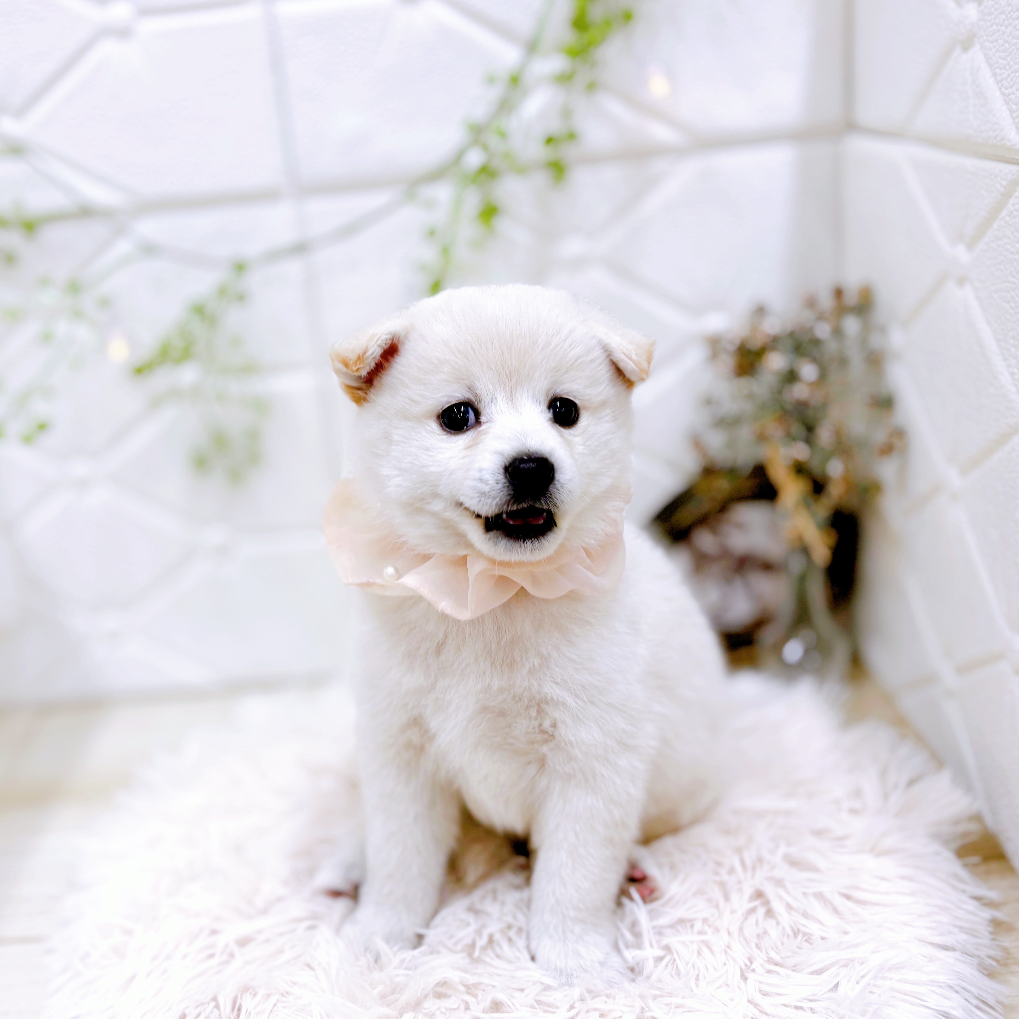 福井県のポメ柴/豆ポメ/ポメ豆柴(ポメラニアン×柴犬) (犬の家＆猫の里アミーゴ福井店/2025年9月15日生まれ/女の子/白)の子犬の3枚目の画像