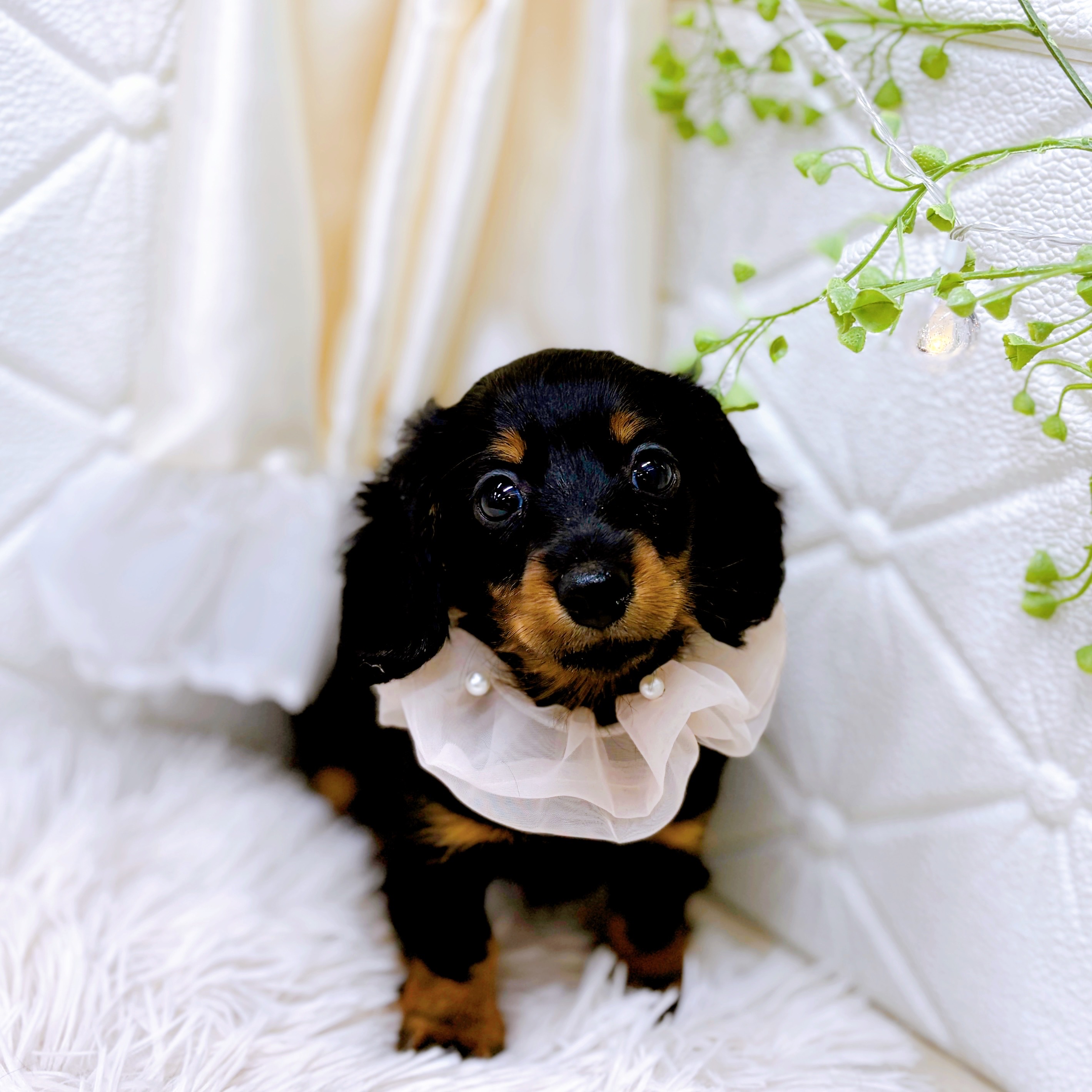 福井県のミニチュアダックスフンド(ロング) (犬の家＆猫の里アミーゴ福井店/2025年9月14日生まれ/女の子/ブラックタン)の子犬の3枚目の画像