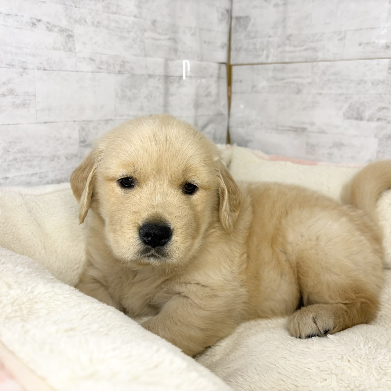 長野県のゴールデンレトリバー (犬の家＆猫の里塩尻店/2025年9月15日生まれ/女の子/ゴールデン)の子犬の3枚目の画像