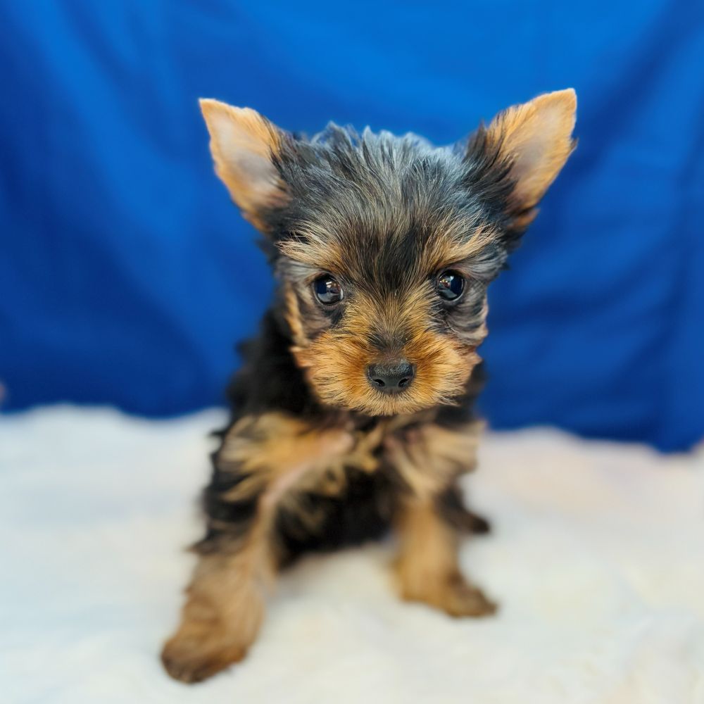 愛知県のヨークシャーテリア (犬の家＆猫の里愛知刈谷店/2025年9月14日生まれ/男の子/スチールブルータン)の子犬の3枚目の画像
