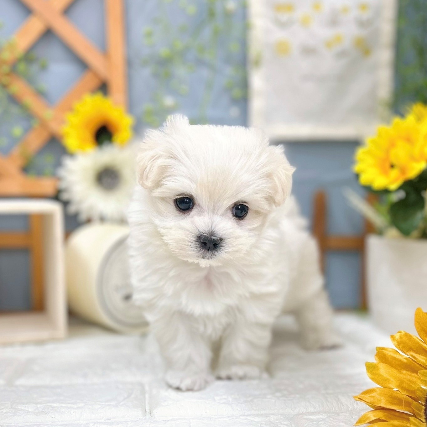 千葉県のマルチーズ (犬の家＆猫の里ワンズモール稲毛店/2025年9月14日生まれ/女の子/ホワイト)の子犬の3枚目の画像