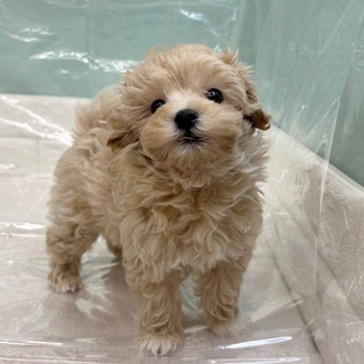 静岡県のマルプー(マルチーズ×プードル) (犬の家＆猫の里マークイズ静岡店/2025年9月13日生まれ/男の子/アプリコット)の子犬の3枚目の画像
