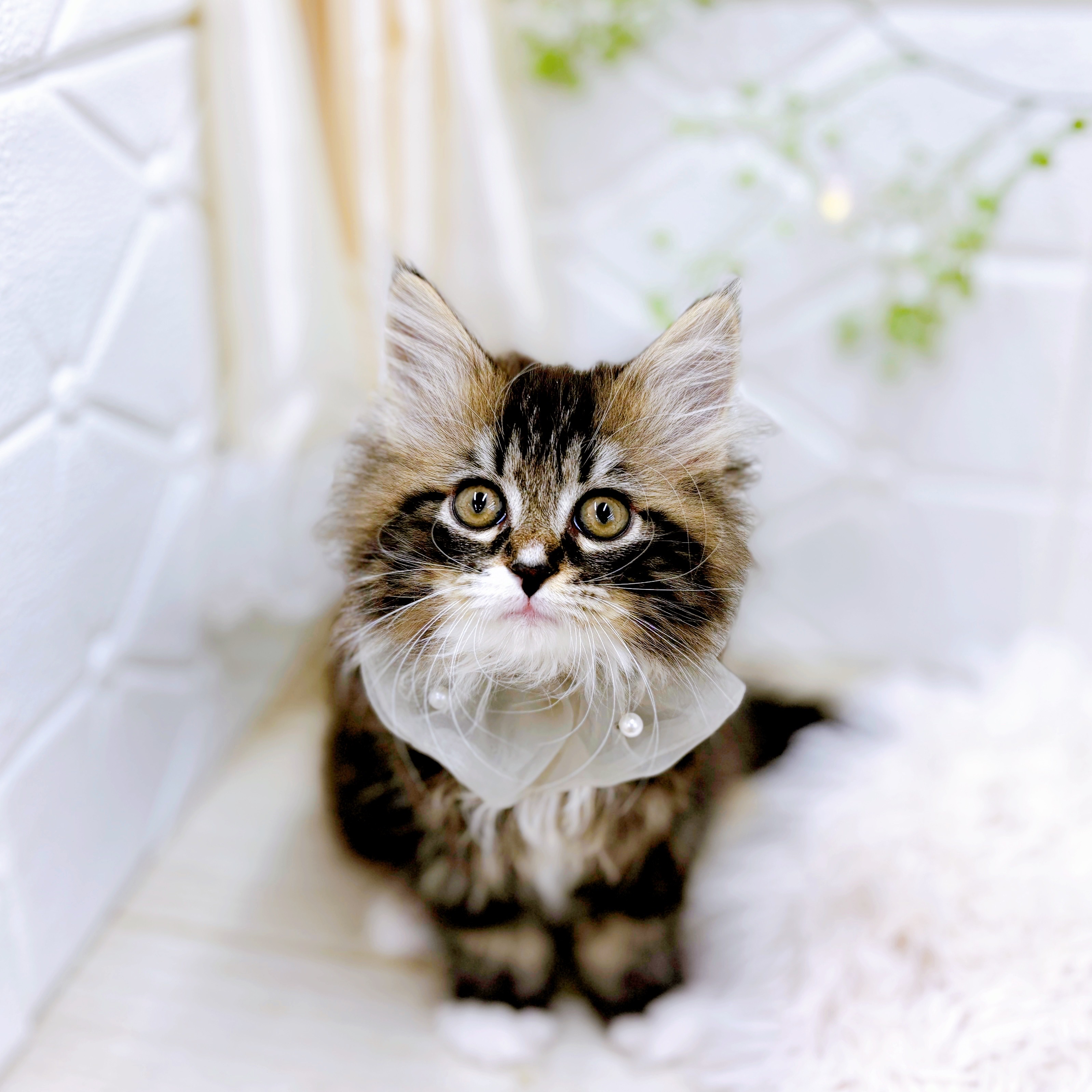 福井県のサイベリアン (犬の家＆猫の里アミーゴ福井店/2025年9月16日生まれ/男の子/ブラウンタビーホワイト)の子猫の3枚目の画像