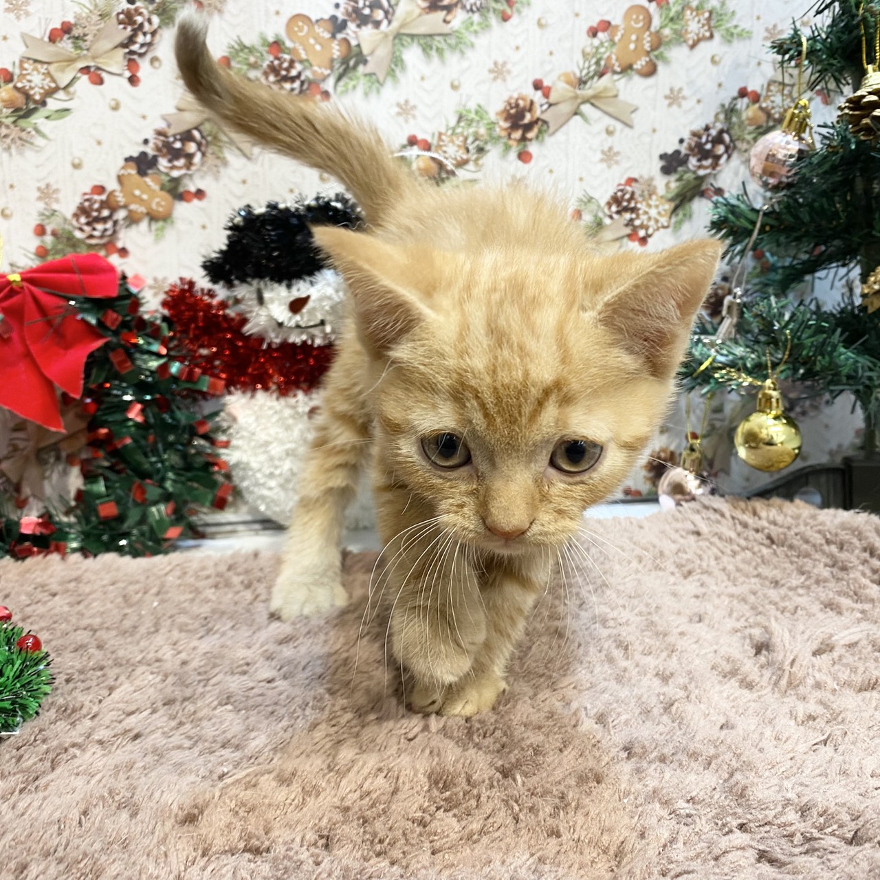 長野県のアメリカンショートヘアー (犬の家＆猫の里カインズ梓川店/2025年9月16日生まれ/男の子/レッドタビー)の子猫の3枚目の画像