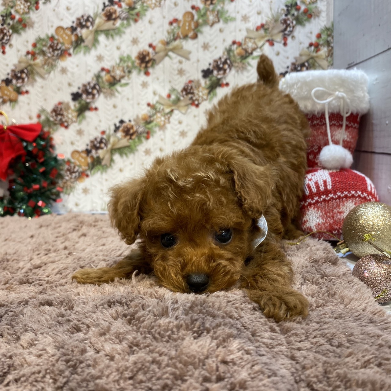 長野県のトイプードル(タイニー) (犬の家＆猫の里カインズ梓川店/2025年9月15日生まれ/女の子/レッド)の子犬の3枚目の画像