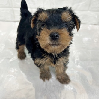 静岡県のヨークシャーテリア (犬の家＆猫の里マークイズ静岡店/2025年9月15日生まれ/女の子/スチールブルータン)の子犬の1枚目の画像