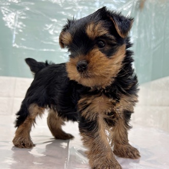 静岡県のヨークシャーテリア (犬の家＆猫の里マークイズ静岡店/2025年9月15日生まれ/女の子/スチールブルータン)の子犬の3枚目の画像