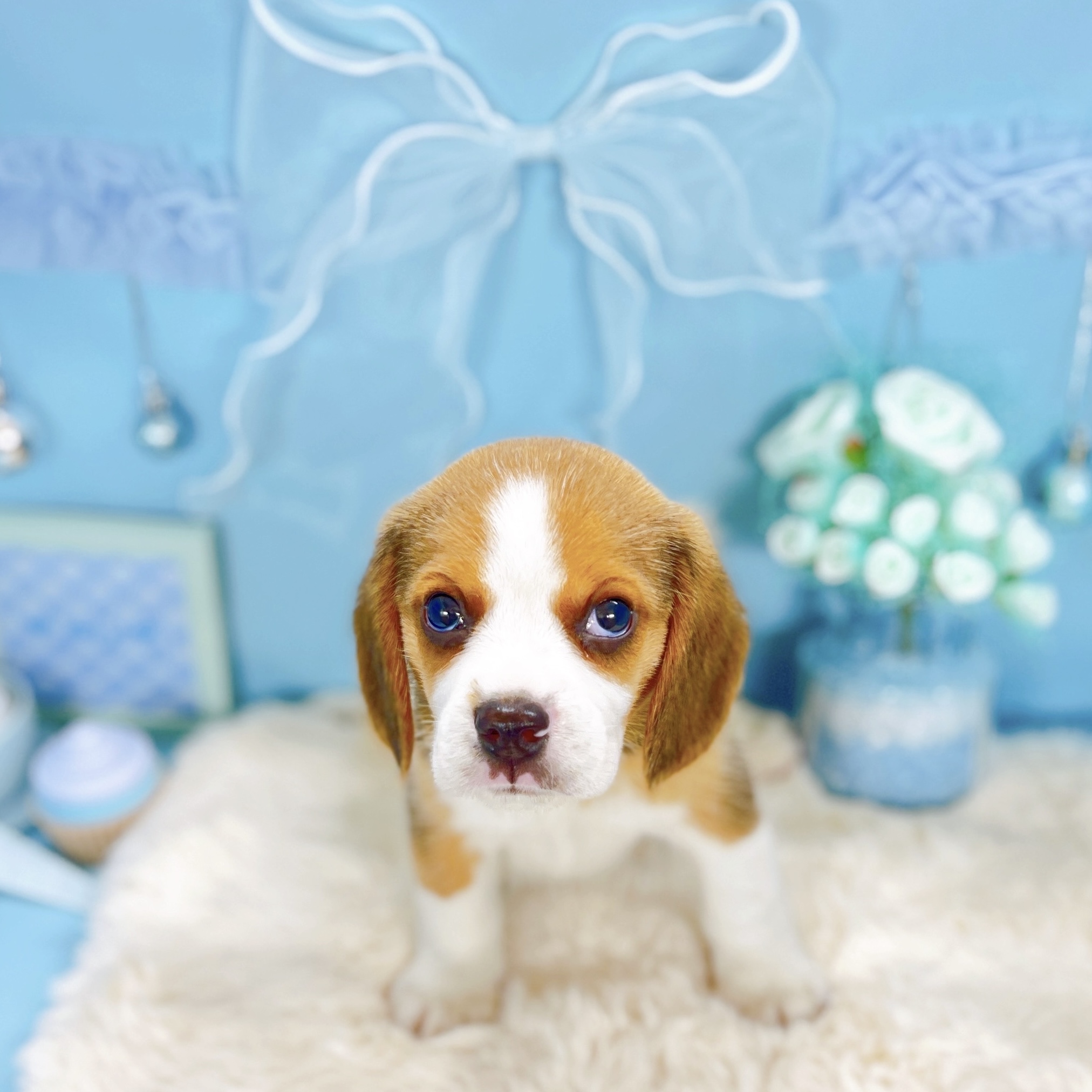 福井県のビーグル (犬の家＆猫の里アミーゴ福井大和田店/2025年9月14日生まれ/男の子/ブラックタンホワイト)の子犬の3枚目の画像