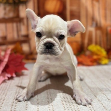 福岡県のフレンチブルドッグ (犬の家＆猫の里トリアス久山店/2025年9月16日生まれ/女の子/クリーム)の子犬の3枚目の画像