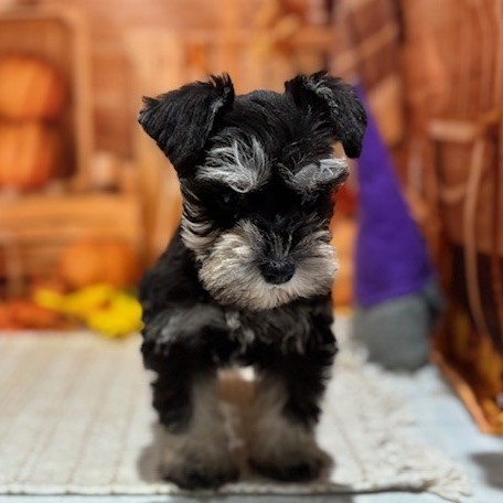 福岡県のミニチュアシュナウザー (犬の家＆猫の里トリアス久山店/2025年9月13日生まれ/女の子/ブラックシルバー)の子犬の3枚目の画像