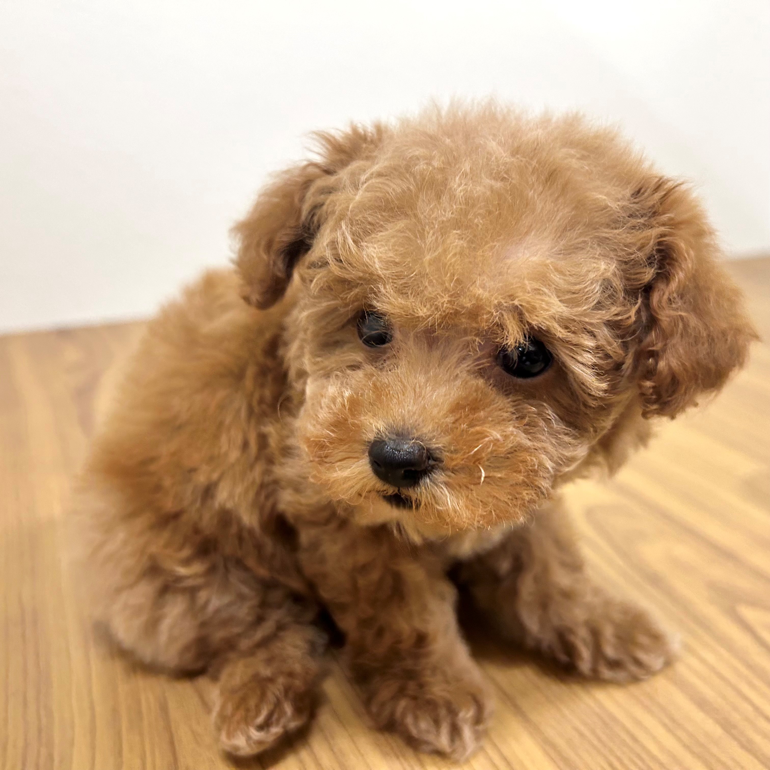 福岡県のトイプードル(トイ) (犬の家＆猫の里トリアス久山店/2025年9月15日生まれ/女の子/レッド)の子犬の3枚目の画像