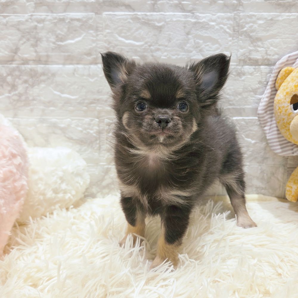 愛知県のチワワ(ロング) (犬の家＆猫の里MiO香久山店/2025年9月15日生まれ/男の子/ブラックタンホワイト)の子犬の3枚目の画像
