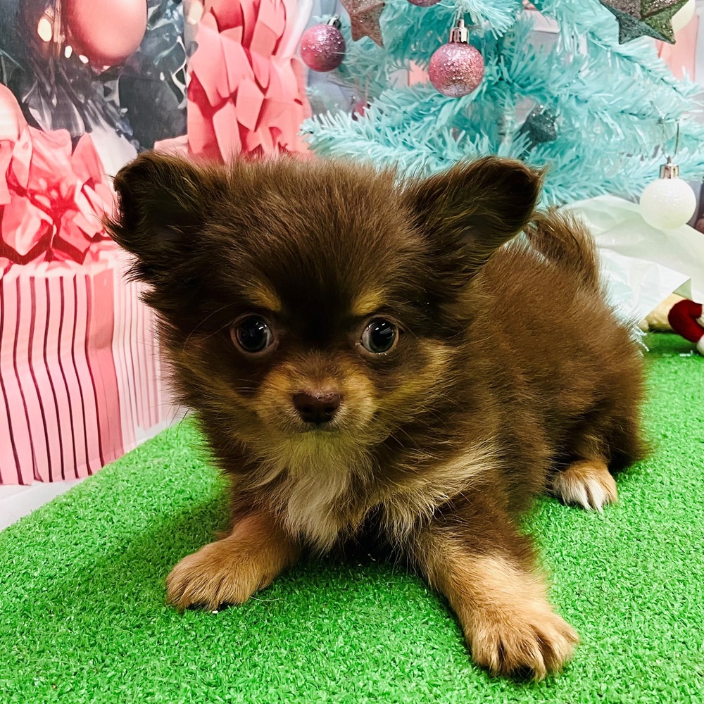 愛知県のチワワ(ロング) (犬の家＆猫の里名古屋天白店/2025年9月15日生まれ/女の子/チョコレートタンホワイト)の子犬の3枚目の画像